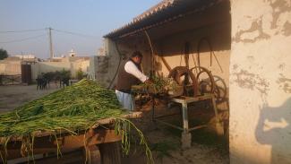 Hacher la paillepour les vaches et buffles