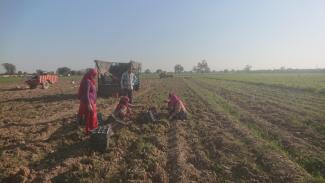 ramassage des carottes