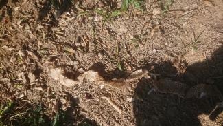 Mue de cobra dans les kinnows