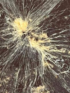 Bacteries au travail