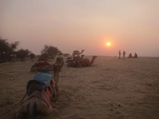 Chameaux au coucher du soleil