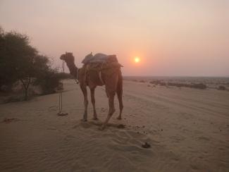 Chameau au coucher du soleil