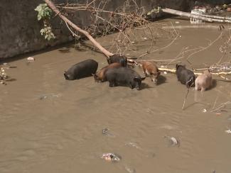 Cochons dans les égouts