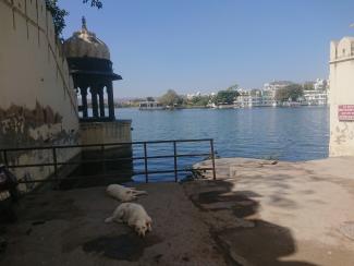 Chiens sur les ghats