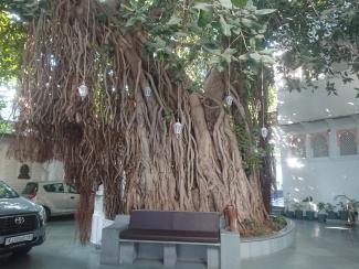 figuiers de Bengale et sacré.