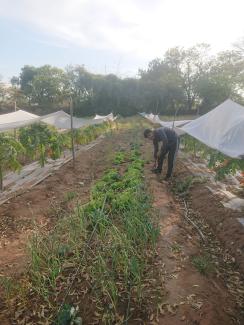 Désherbage dans les soucis