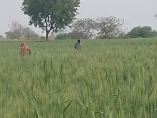 ouvrier.es dans les blés