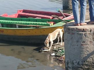 Chien mangeant les offrandes