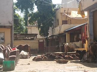 Ferme au bord de la Yamuna
