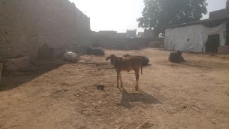 Etable et cour attenante