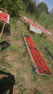 Drying tomatoes
