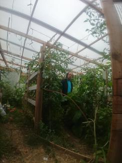 Tomato plants friend poly house