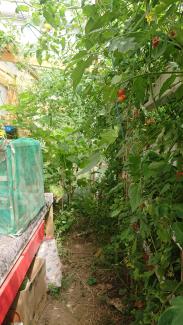 Tomatoes & strawberries