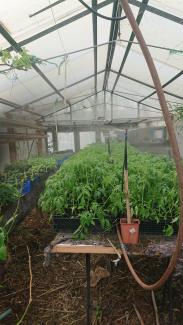 Tomato plants friend poly house