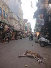Chien dormant dans la rue