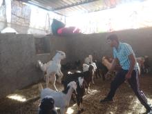 Jeu avec les chevreaux